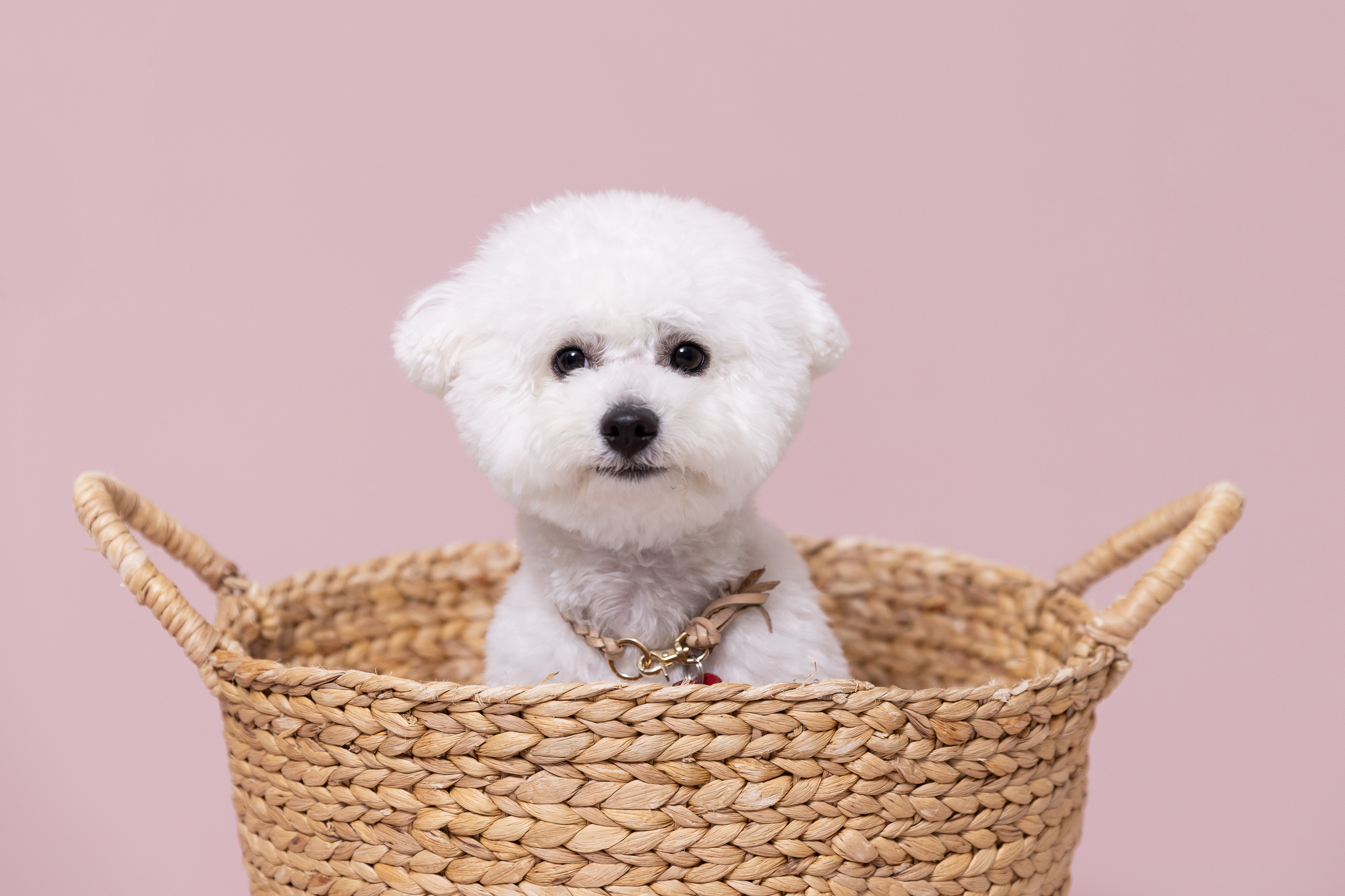 パンちゃんの笑顔写真