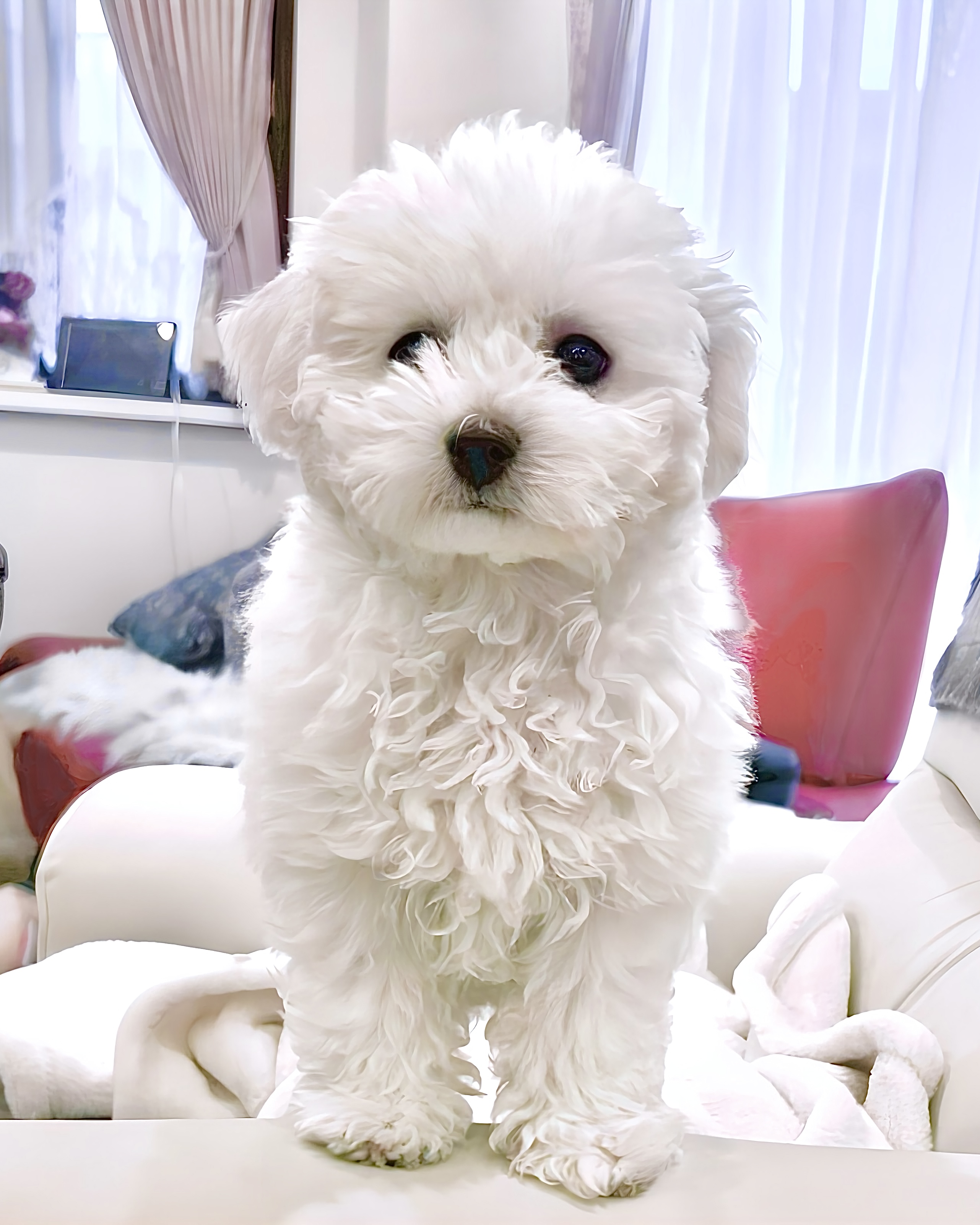 パンちゃんのロゴ